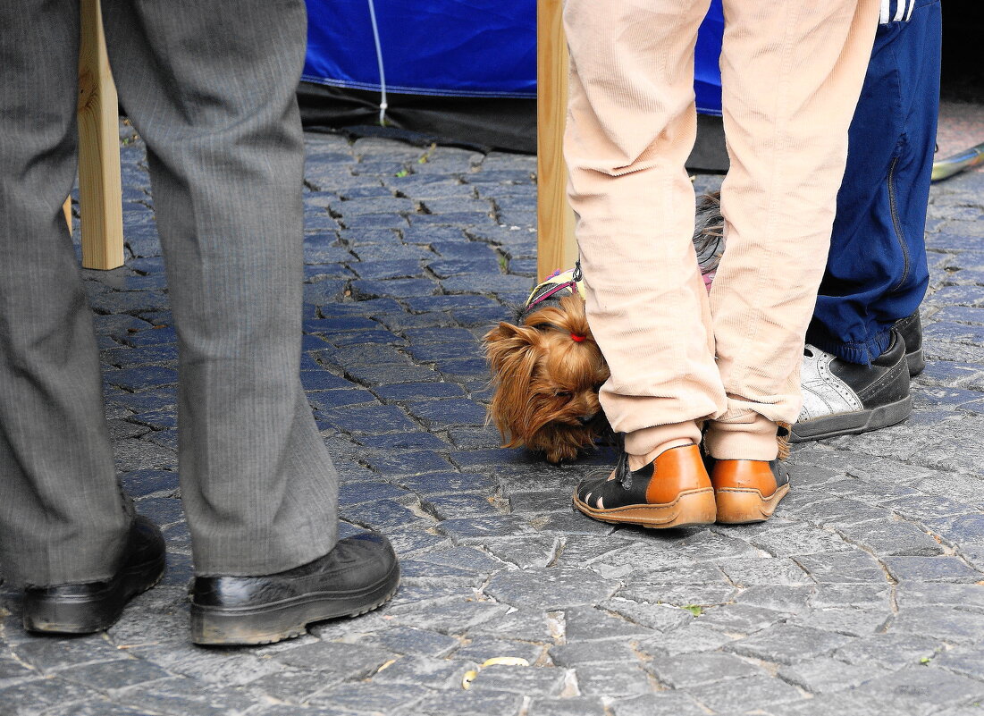 Вот это наши ШУЗЫ ) - Виктор Никитенко