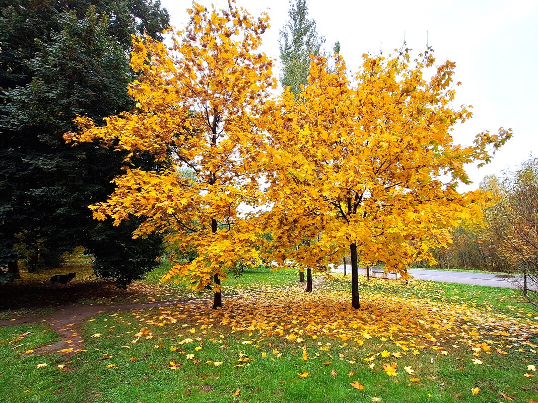 Золотая осень - Наталья 