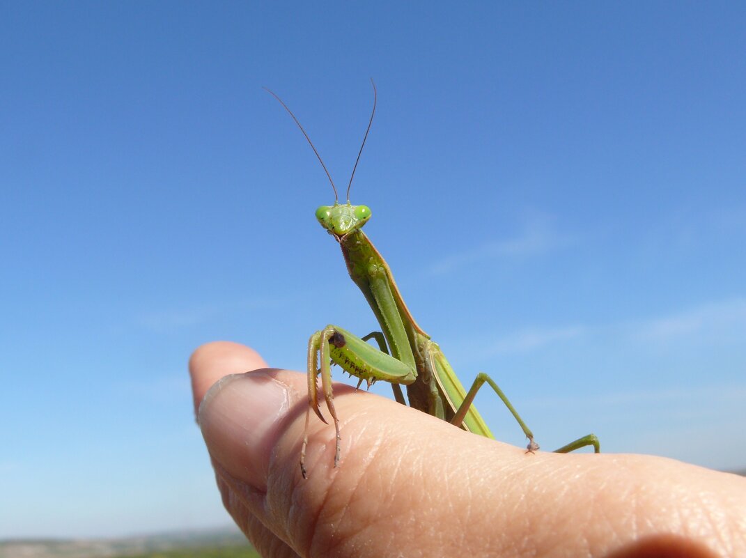 Ручной богомол - Елена Елена