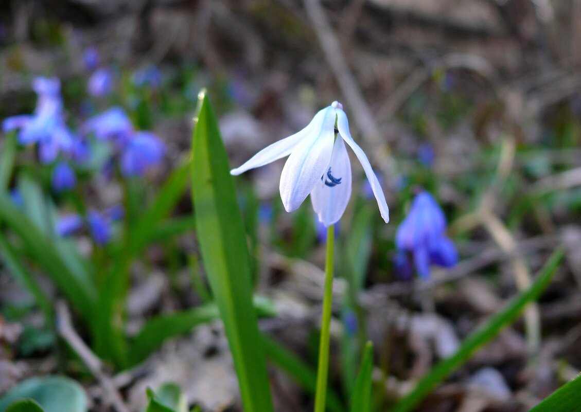 Беленький - Елена Елена