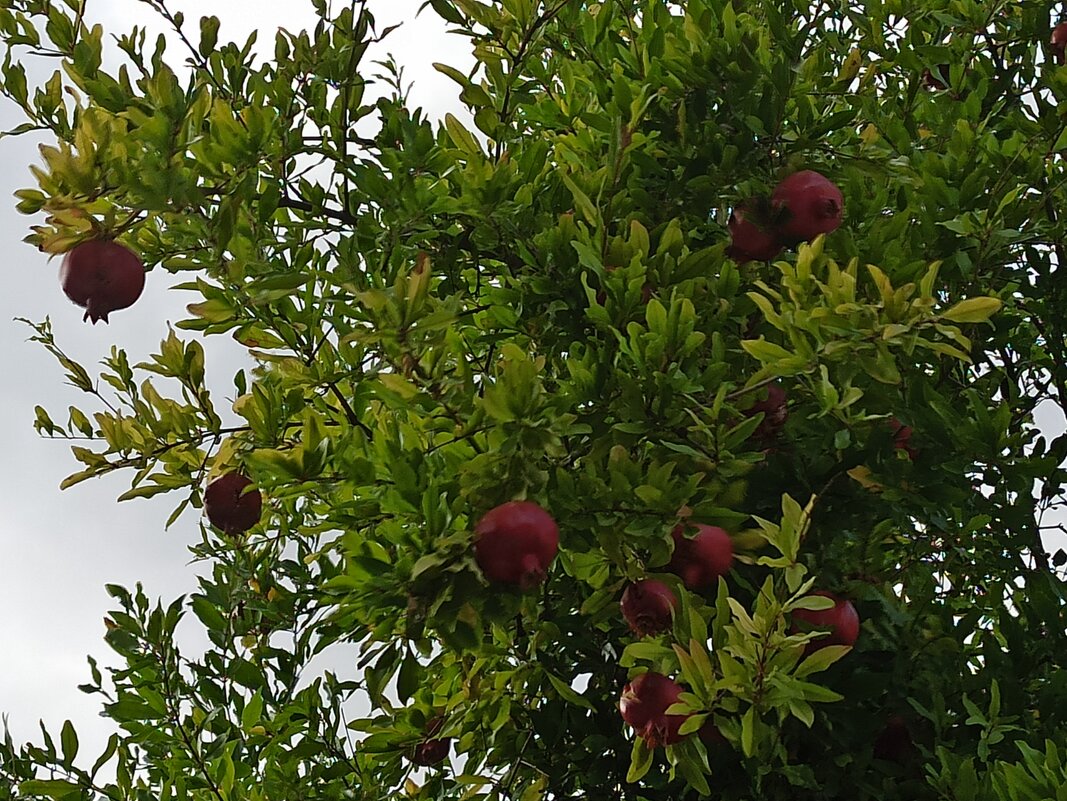 Урожай - Галина 