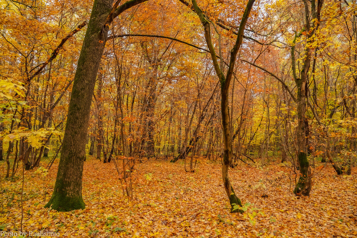 В октябрьском лесу... - Владимир Жданов