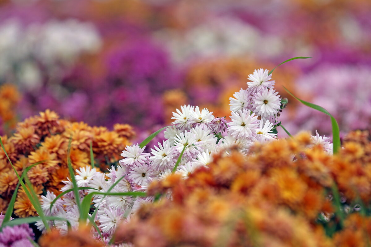 Хризантемы. Зарядье 12 октября - Михаил Бибичков Хризантемы. Зарядье 12 октября - Михаил Бибичков
