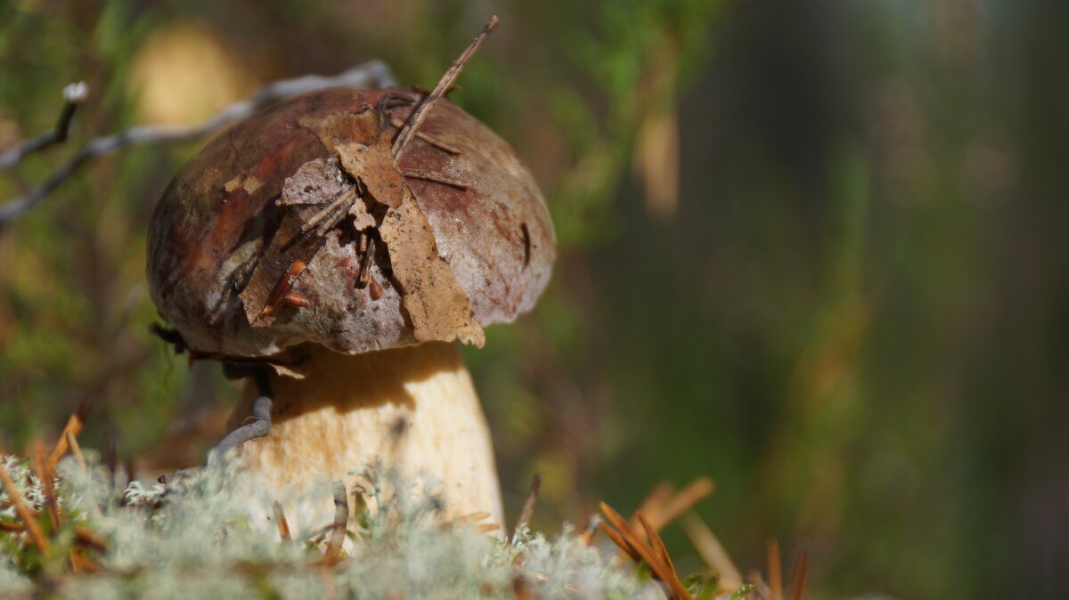 боровик - Ольга Cоломатина