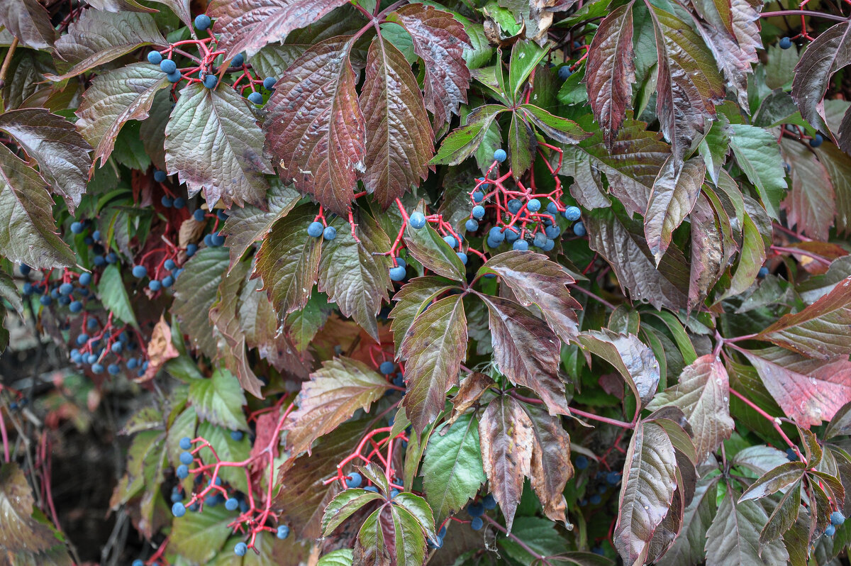 Девичий виноград осенью - Татьяна Машошина