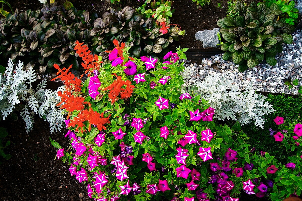 Городские цветы... Летнее настроение...)) 1 - Игорь Тельцов