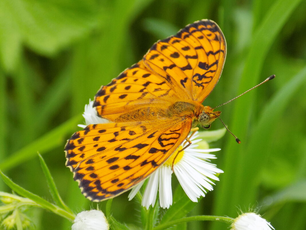 Перламутровка Дафна - Константин Штарк