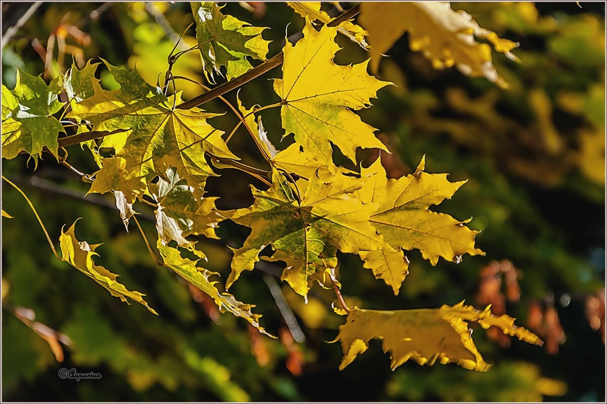 Сентябрь... - Aquarius - Сергей