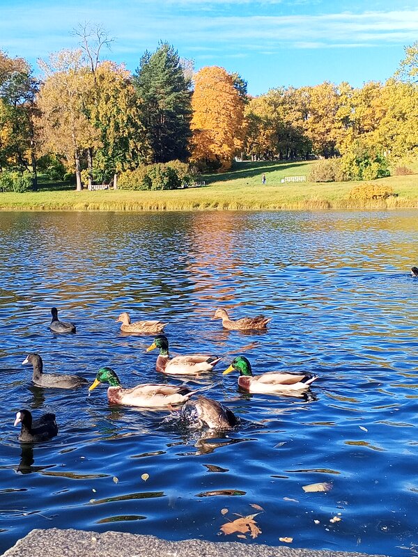 Утки осенью - Сапсан 