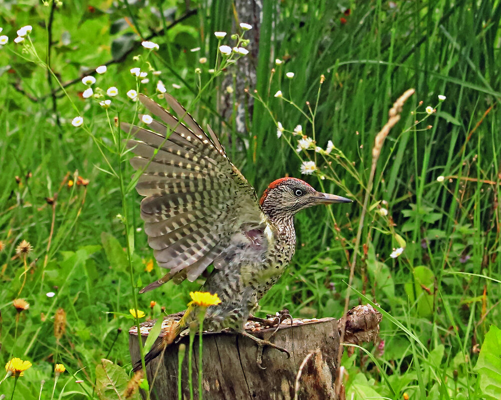 Зеленый дятел - Светлана 