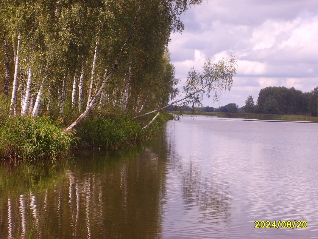 березы - fogmeadowww m