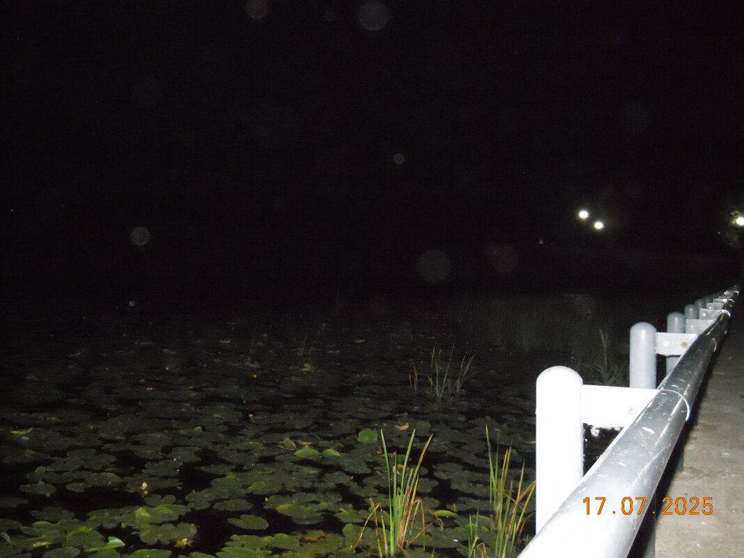 кувшинки - fogmeadowww m