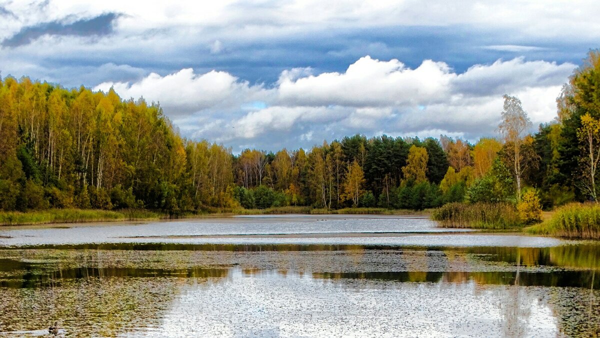 Осенний пейзаж с озером. - Милешкин Владимир Алексеевич Осенний пейзаж с озером. - Милешкин Владимир Алексеевич