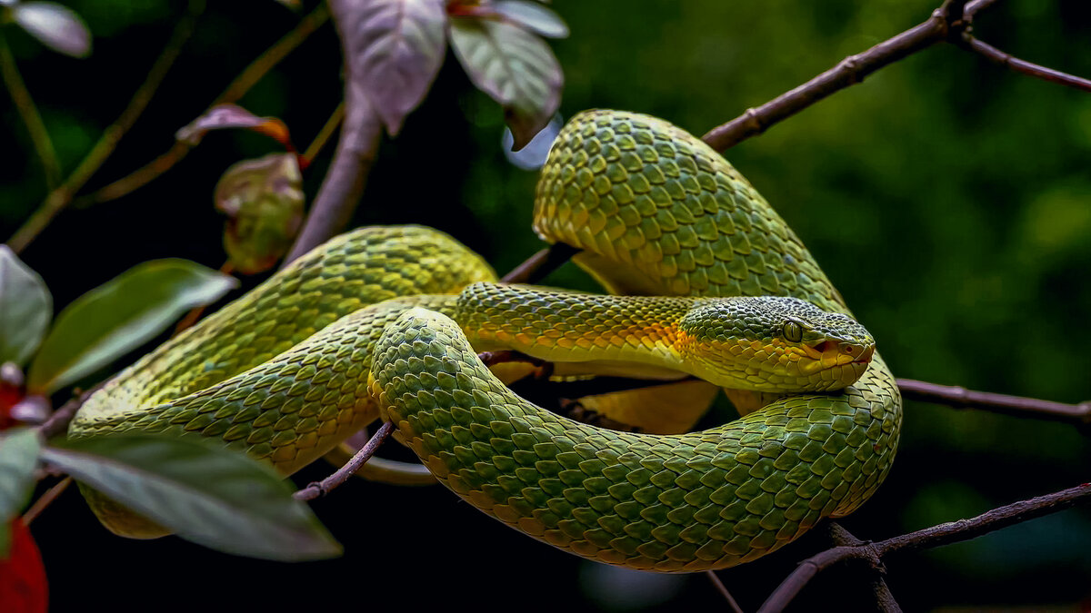 Бамбуковая куфия - Aleksey Afonin