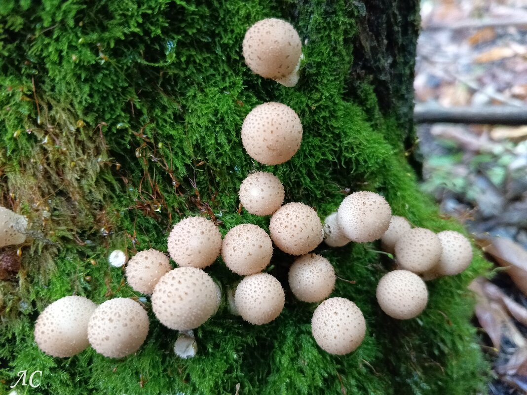 Дружное семейство - Любовь Сахарова Дружное семейство - Любовь Сахарова