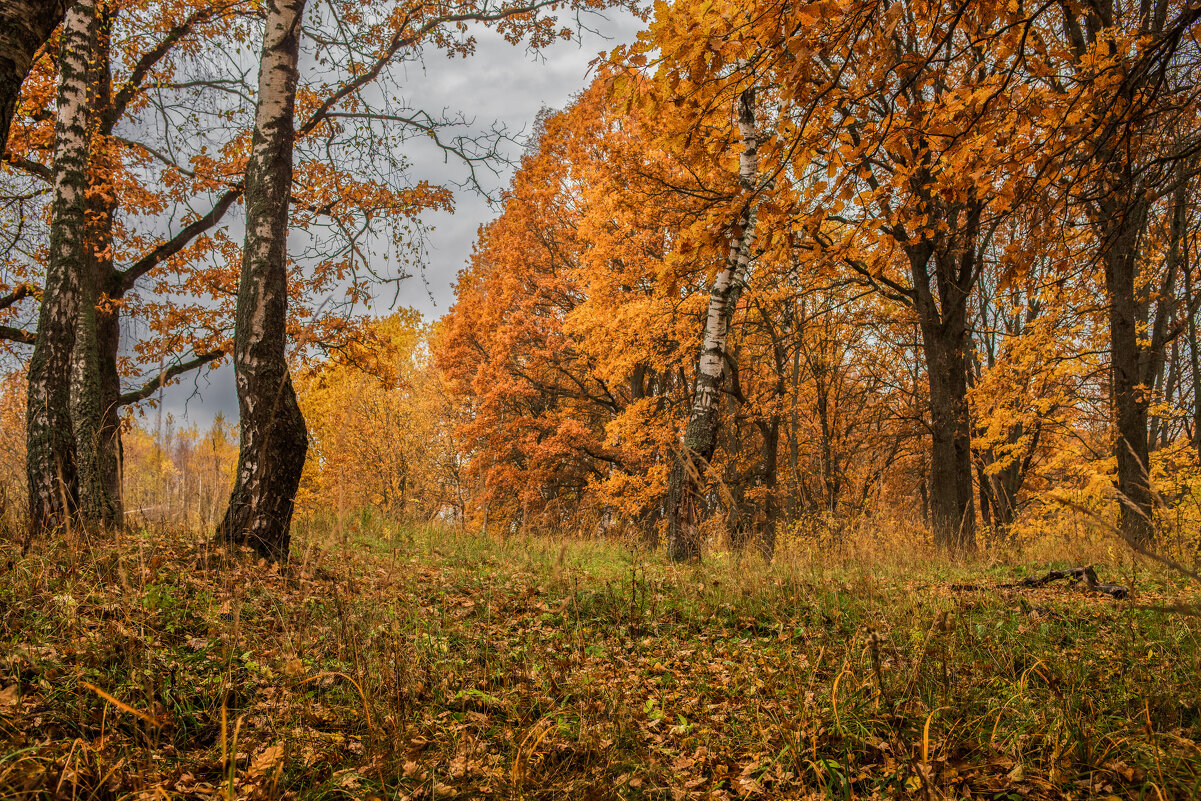 ..... - Николай 