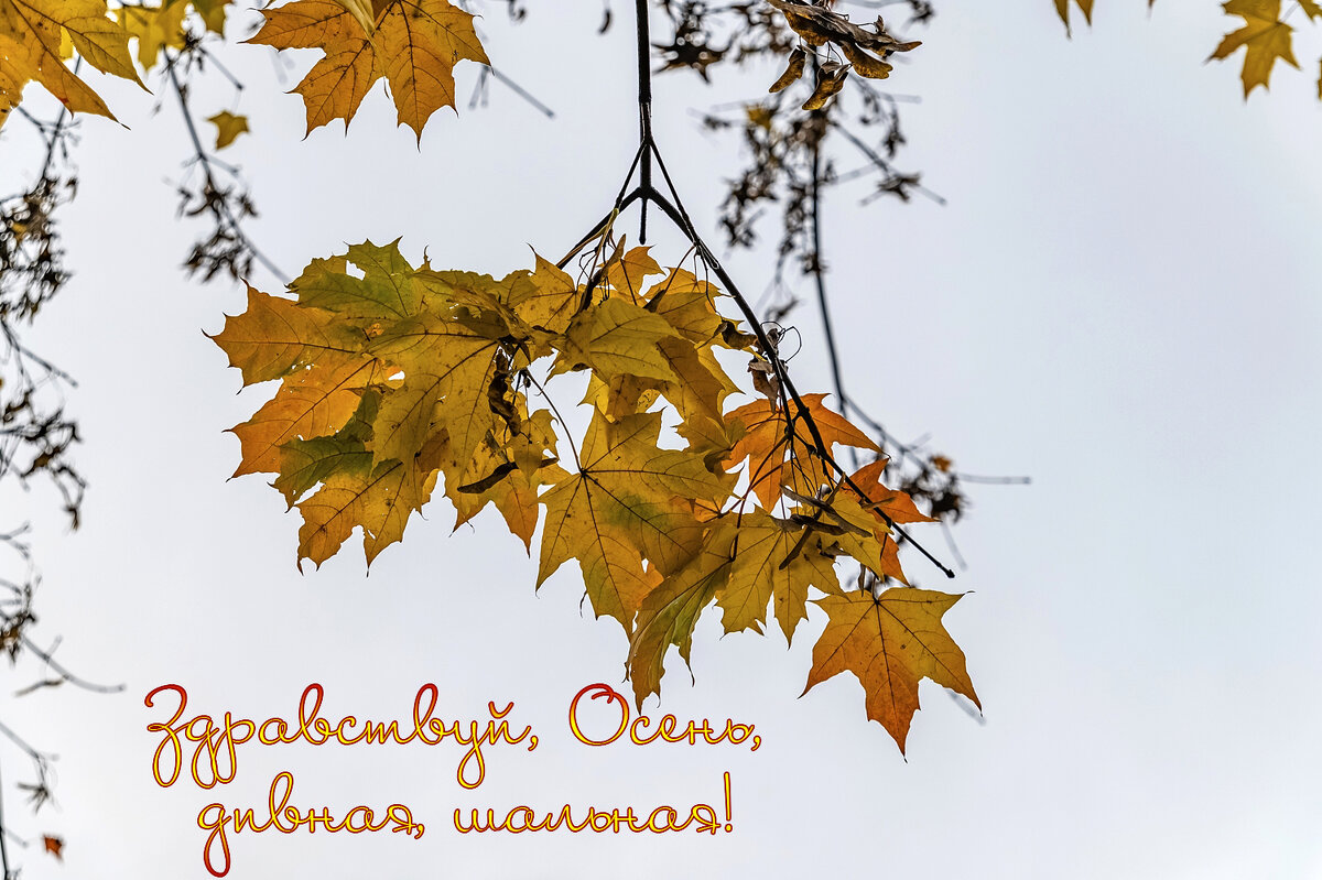 Осенний клен - Валерий Иванович