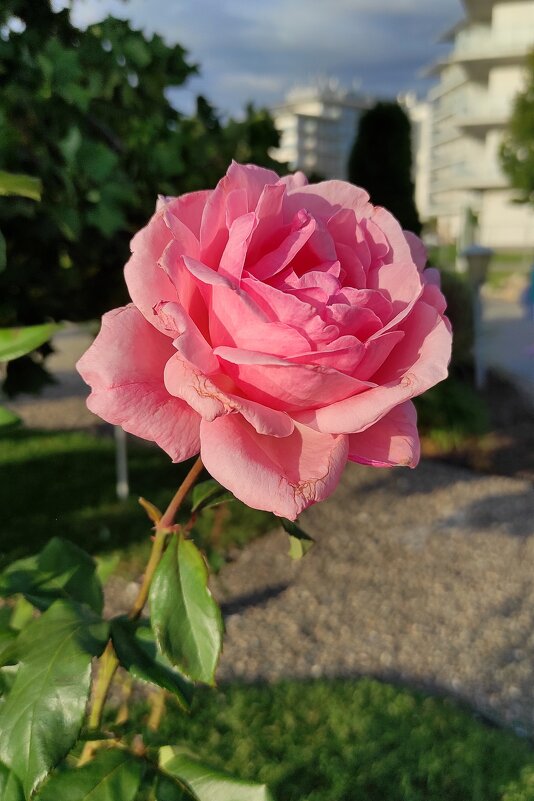 На клумбах Сочи Парк Отеля - Татьяна Лютаева