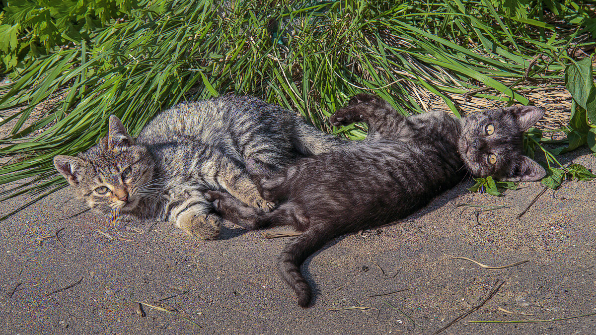 Европейские кошки - Aleksey Afonin Европейские кошки - Aleksey Afonin
