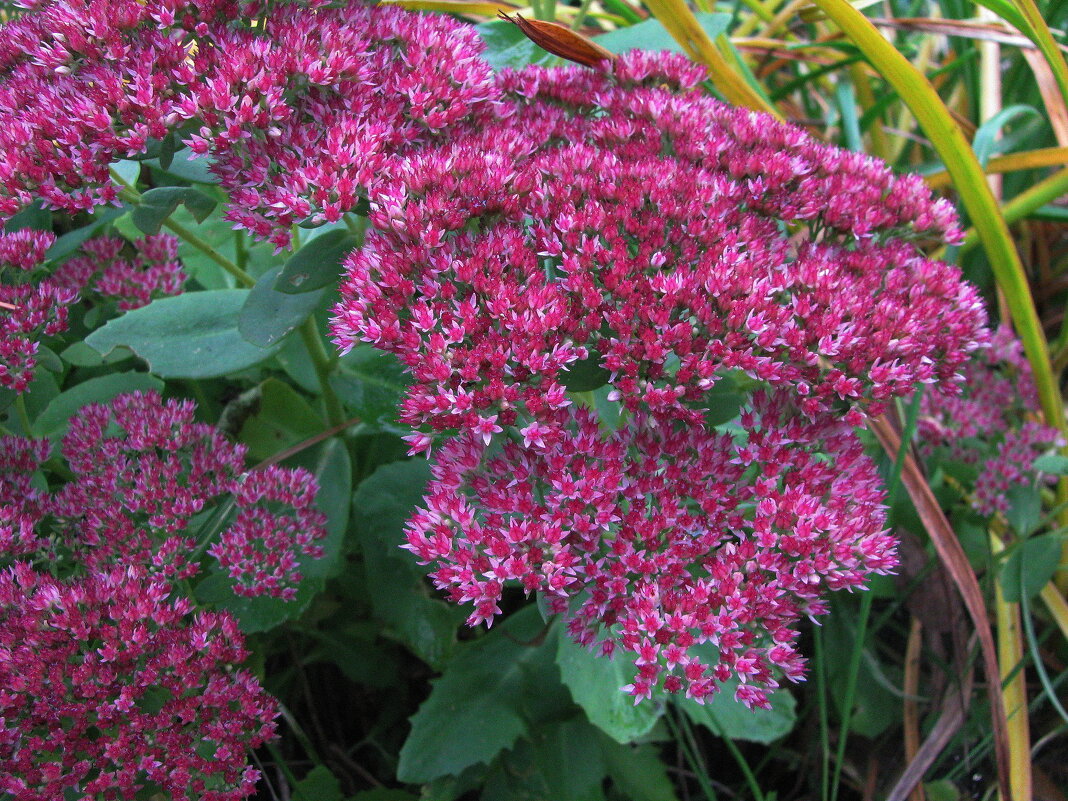Очиток цветёт - Людмила Смородинская Очиток цветёт - Людмила Смородинская