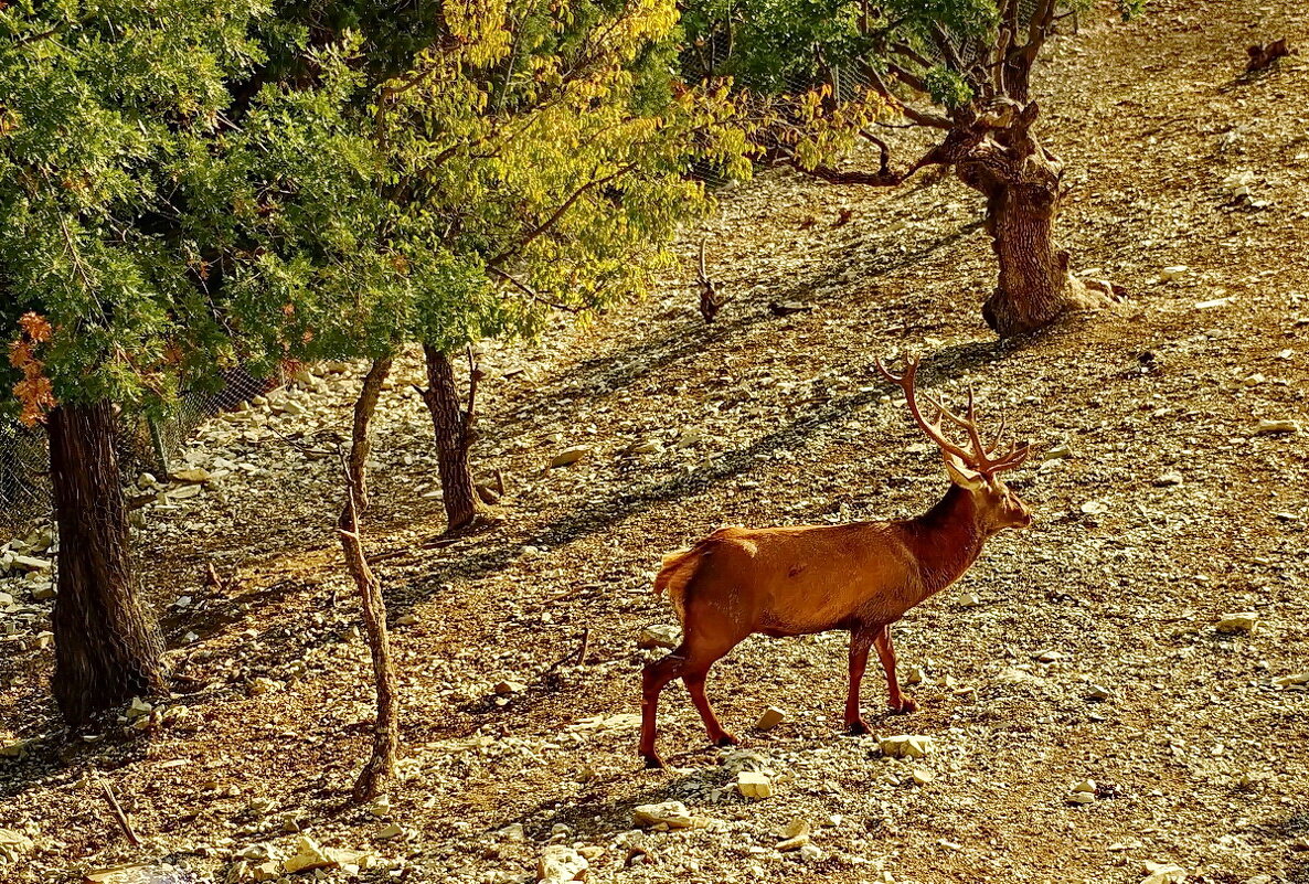 " Сафари парк..." Геленджик... - Николай Саржанов