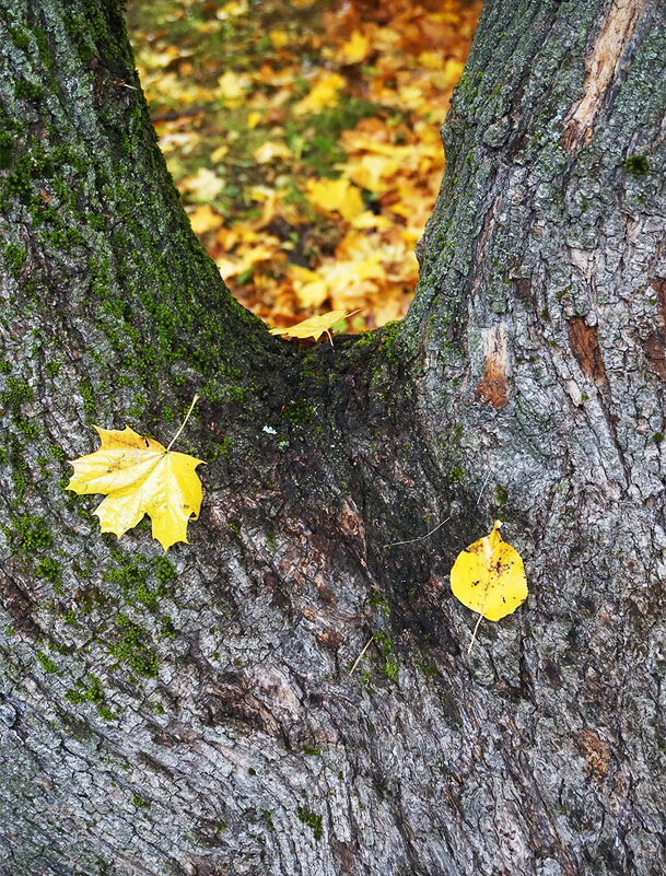 Двое - Лариса Корж