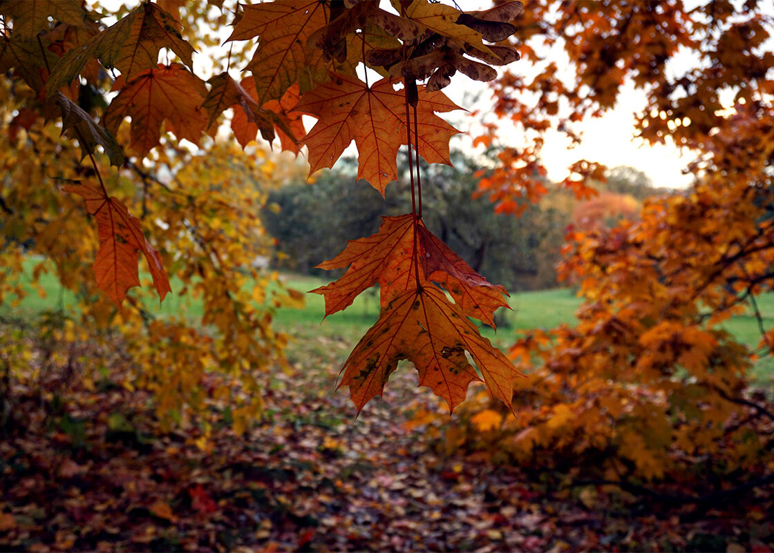 Кленовые - Лариса Корж