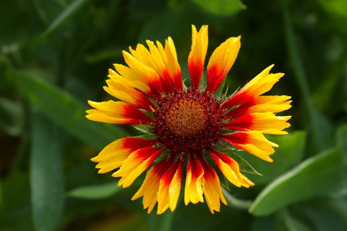 Доброе утро - Юрий. Шмаков