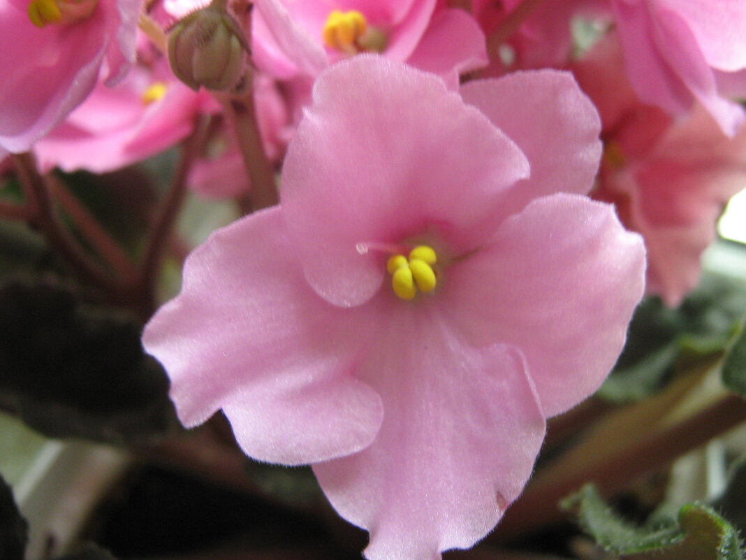 Фиалка - Елена Семигина Фиалка - Елена Семигина