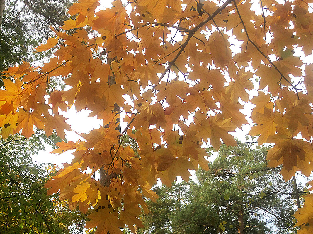 В золотую осень - Елена Семигина