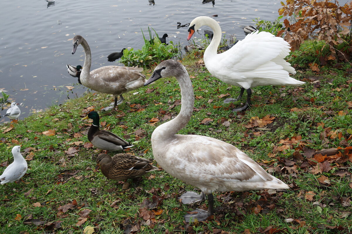 Лебеди в городе - Рита Симонова