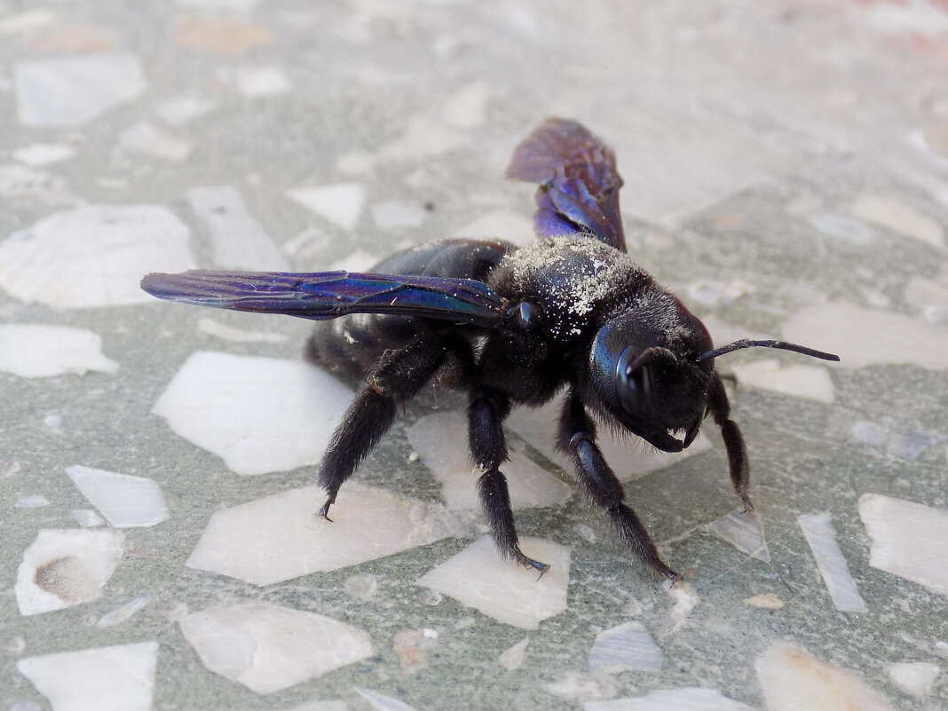 Пчела-плотник на отдыхе - Константин Штарк
