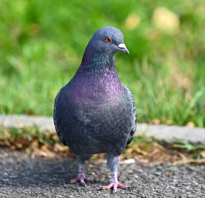 Красавчик ... - Евгений Хвальчев
