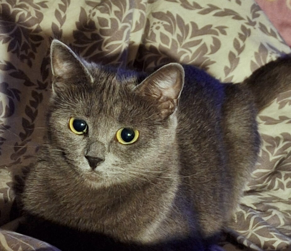 Игра в кошки-мышки - Александр Чеботарь Игра в кошки-мышки - Александр Чеботарь