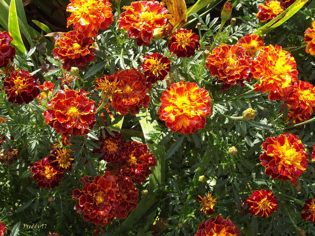 Бархатцы - Freddy 97