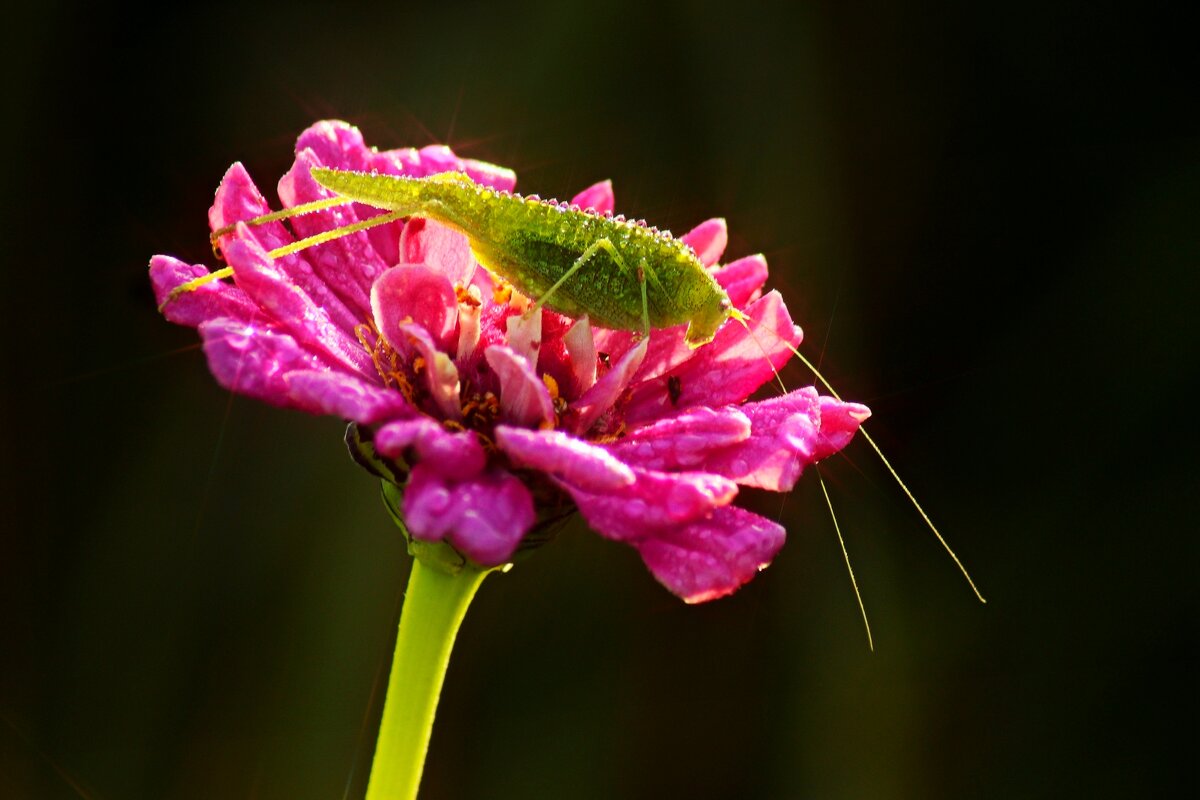 В цветке сидел кузнечик - Юрий. Шмаков