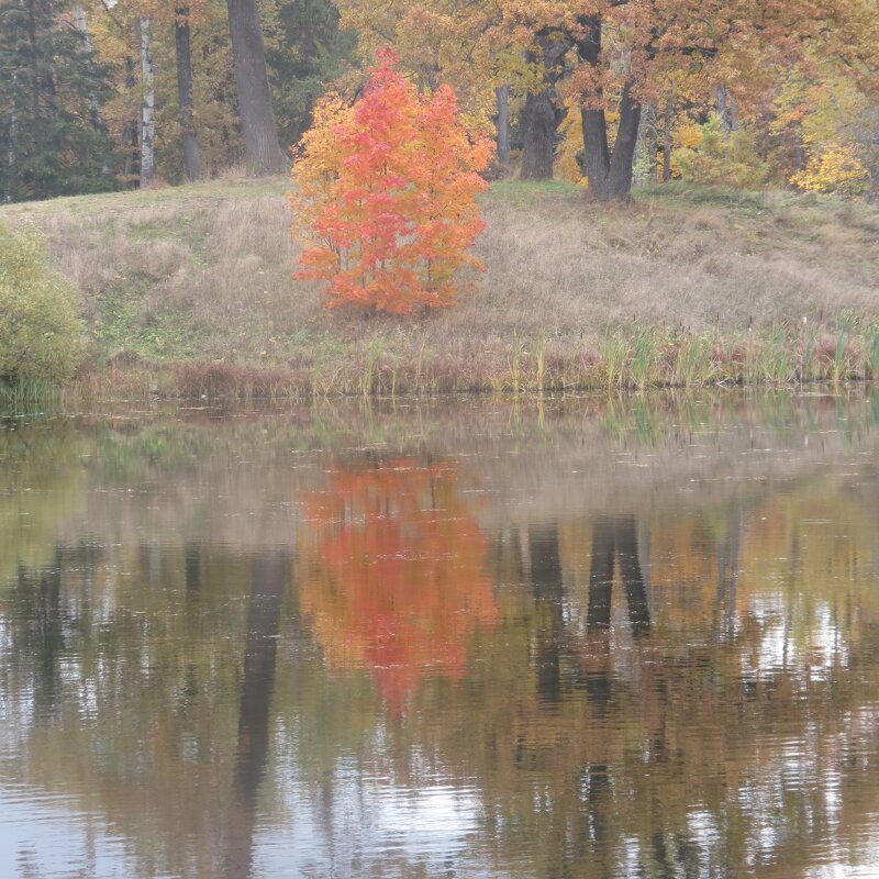"Какая царская нынче осень в Царском Селе!" - Людмила 