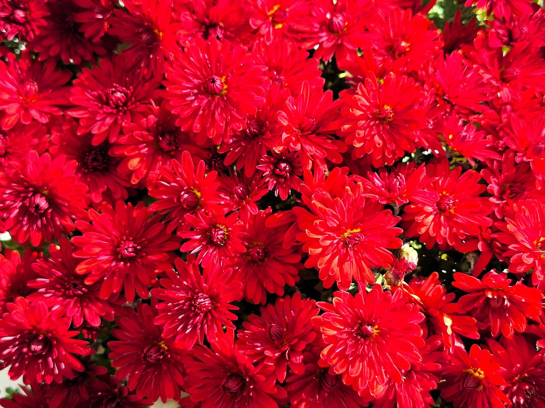 цветы - Наталья 