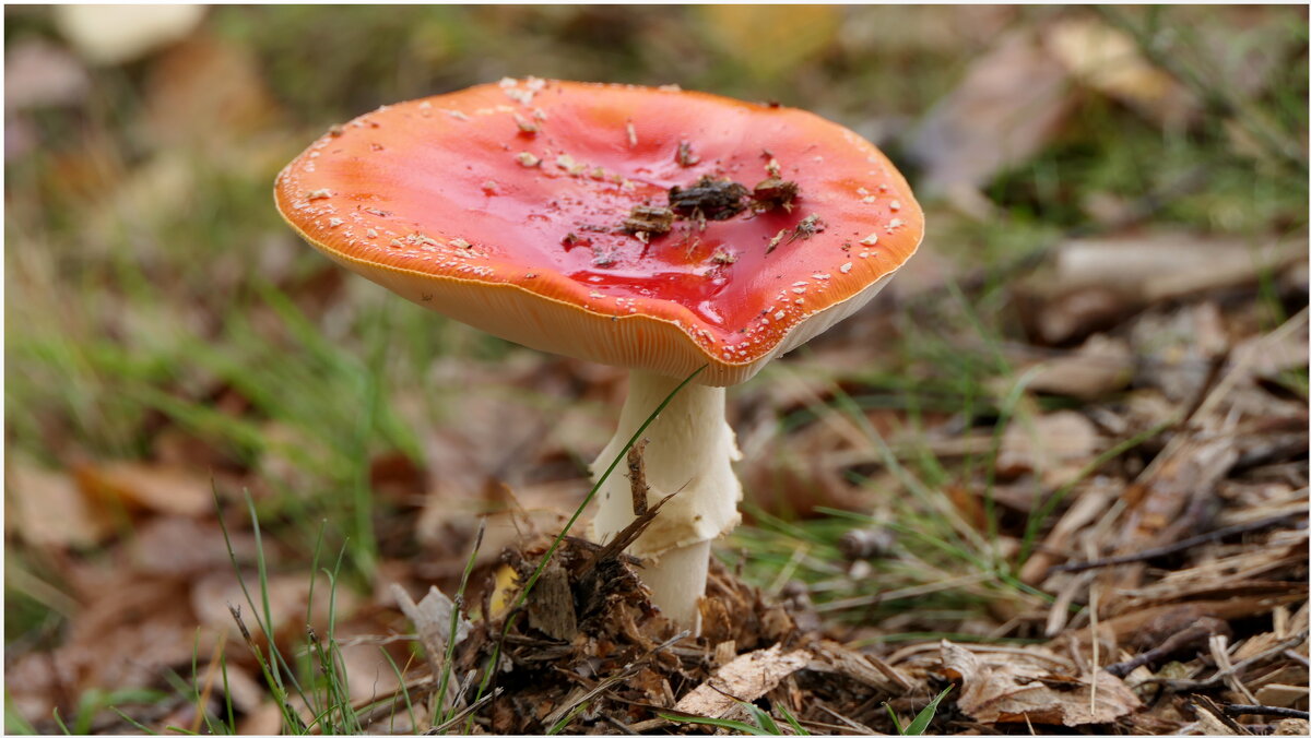 Здравствуй, осень! Как дела? Ты надолго к нам пришла? - "The Natural World" Александер Здравствуй, осень! Как дела? Ты надолго к нам пришла? - "The Natural World" Александер