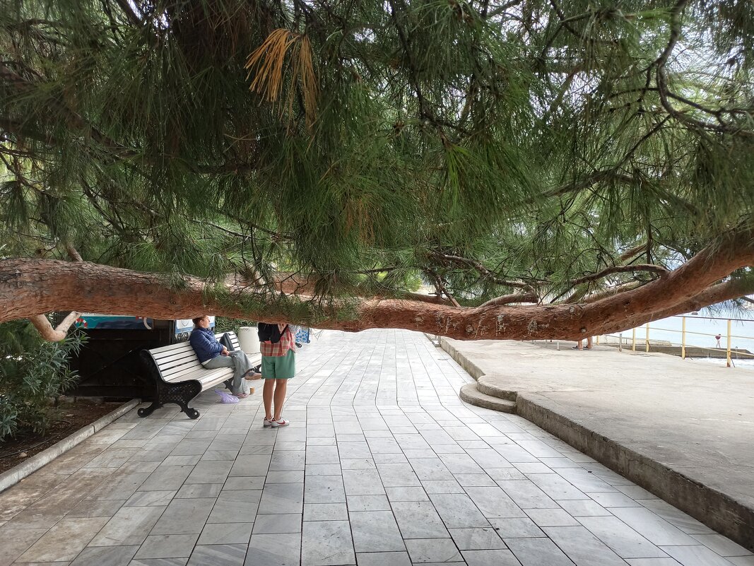 Крымская сосна - Галина 