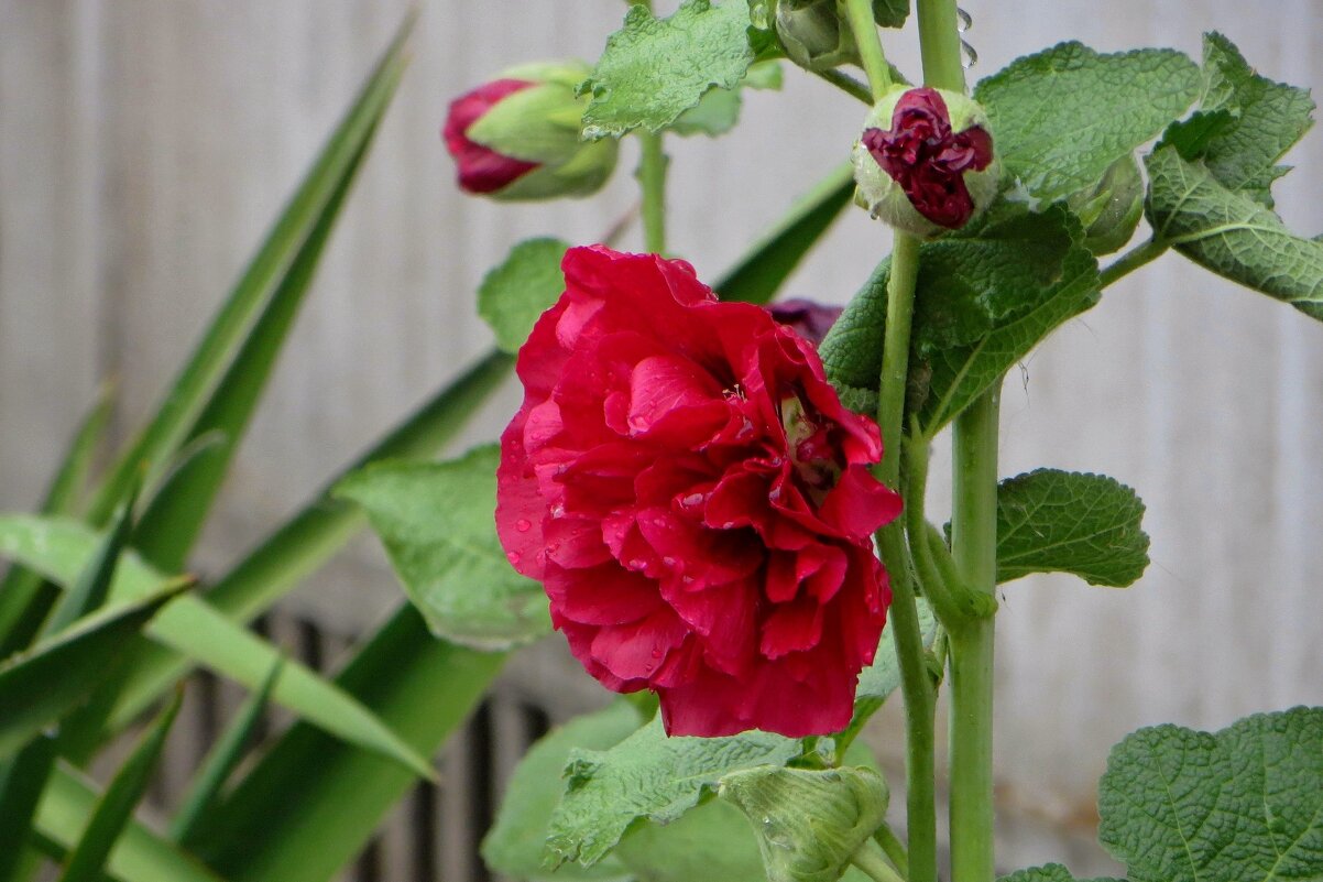 Поздняя мальва после дождя - Татьяна Смоляниченко
