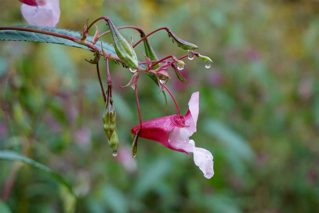 Бальзамин - Лариса Корж