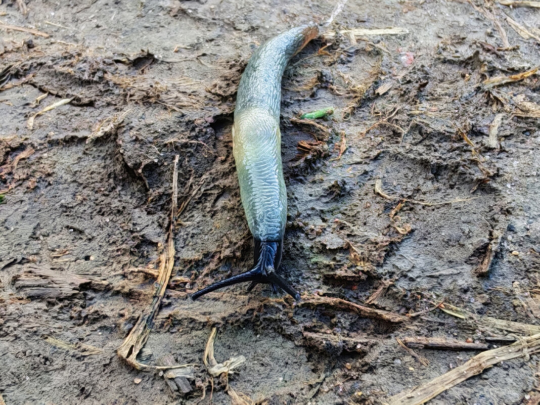 Улитка (Gastropoda) - Денис Бочкарёв