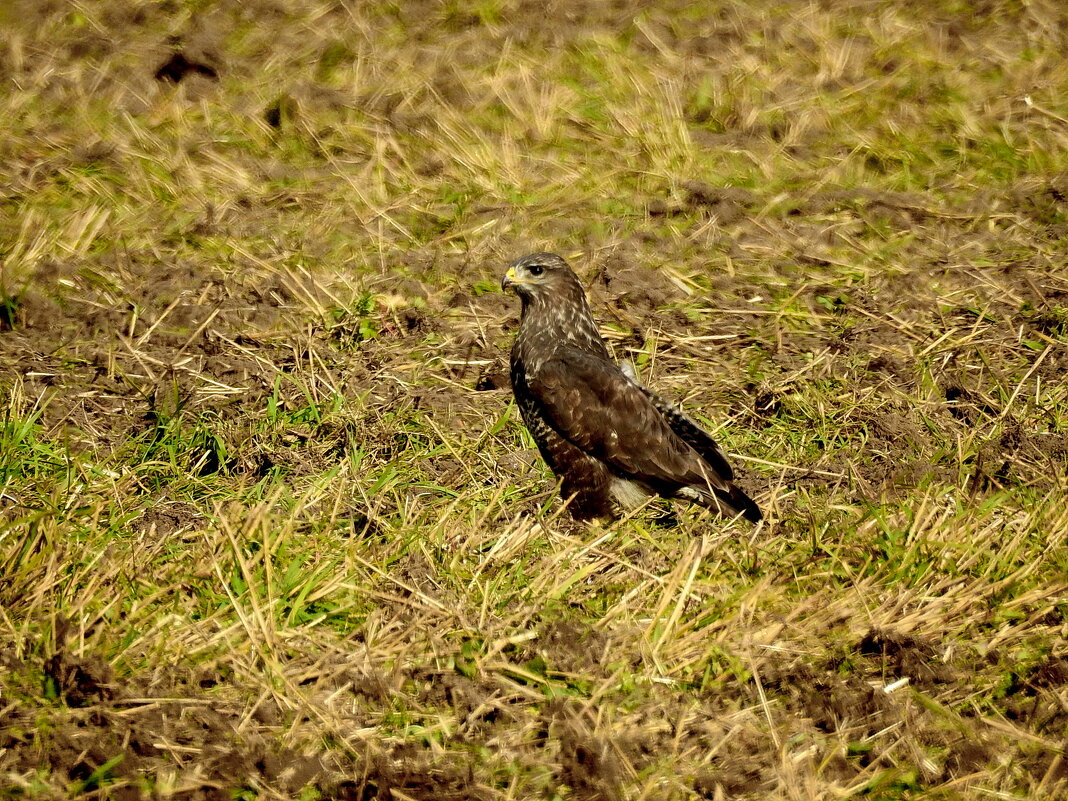 дикий мир осенью - ИННА ПОРОХОВА