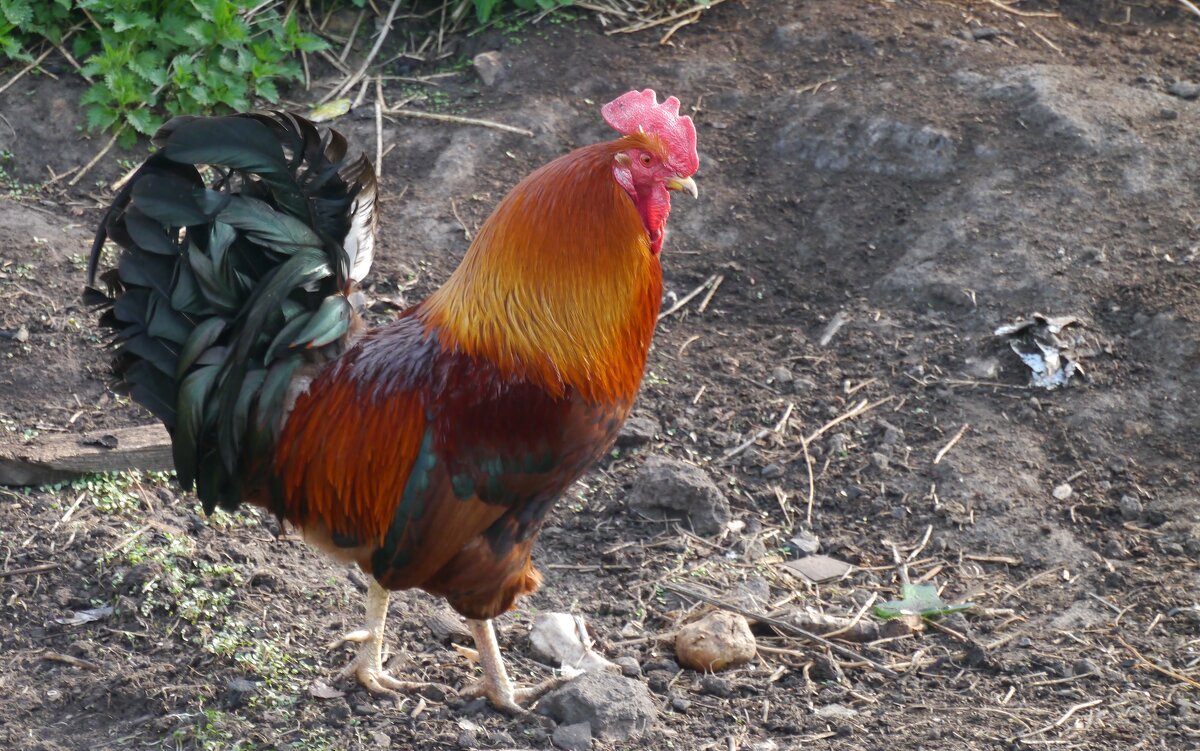 Деревенский красавец - Иван Генералов