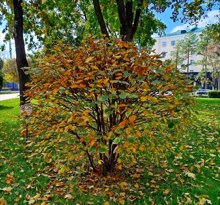 Ажурный куст! - Надежда 