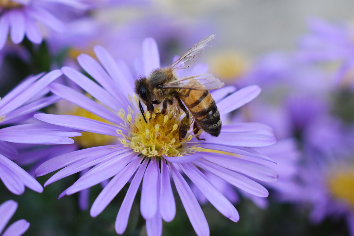 Пчела и сентябринка ) - Константин Штарк Пчела и сентябринка ) - Константин Штарк