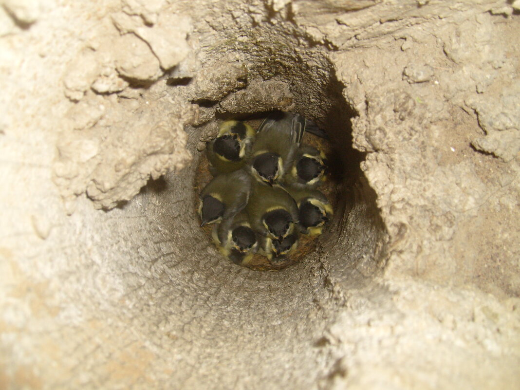 Гнездо синичек внутри фонарного столба - Наталия 