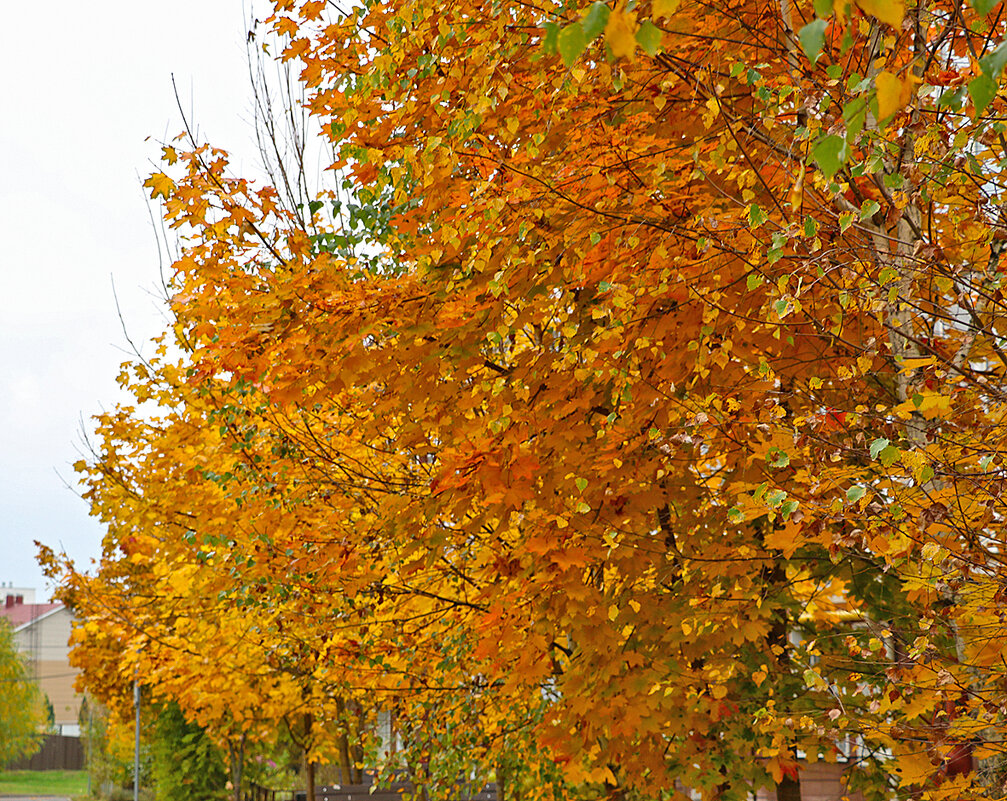 Золото осени - Светлана 