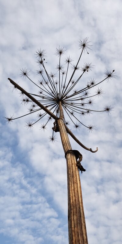 Зонтик борщевика - Наталия 